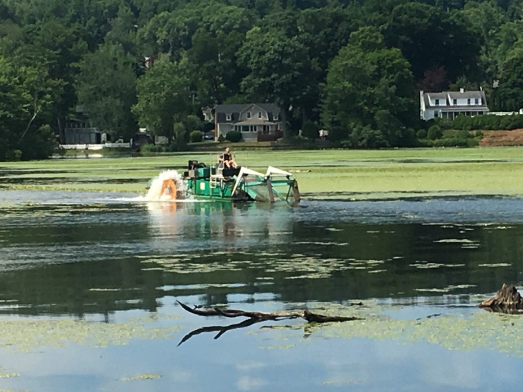 Mechanical harvester removing water chestnut, July 8, 2019
